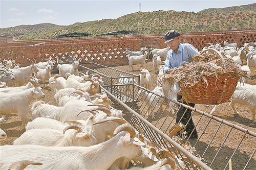 養(yǎng)什么賺錢快成本低